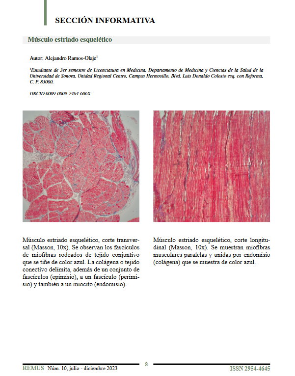 Portada de la sección informativa Musculo estriado esquelético